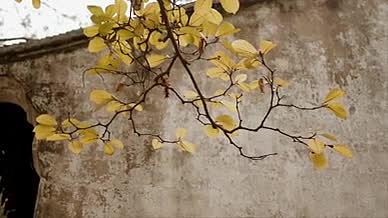 秋天叶子黄了落叶氛围实拍视频4k视频的预览图